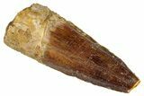 Fossil Spinosaurus Tooth - Real Dinosaur Tooth #286738-1